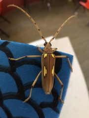 Eburia maccartyi