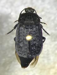 Thanatophilus lapponicus