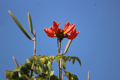 Spathodea campanulata