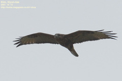 Buteo japonicus