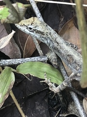 Anolis sericeus