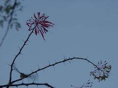 Fouquieria macdougalii