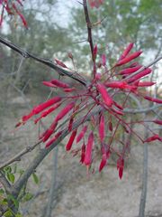 Fouquieria macdougalii