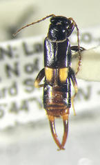 Marava arachidis
