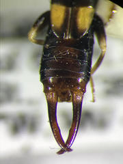 Marava arachidis