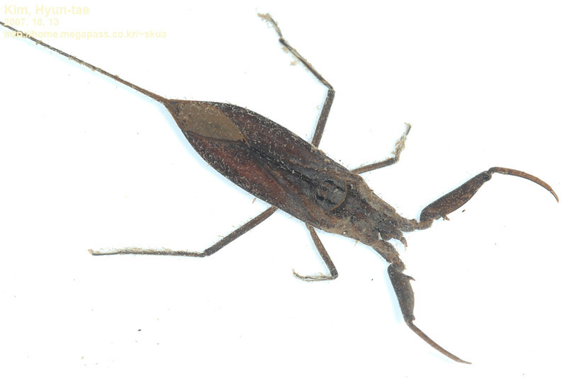 Laccotrephes