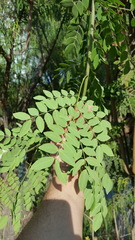 Leucaena lanceolata