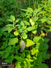 Physalis philadelphica