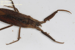 Laccotrephes japonensis