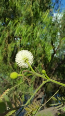 Leucaena lanceolata