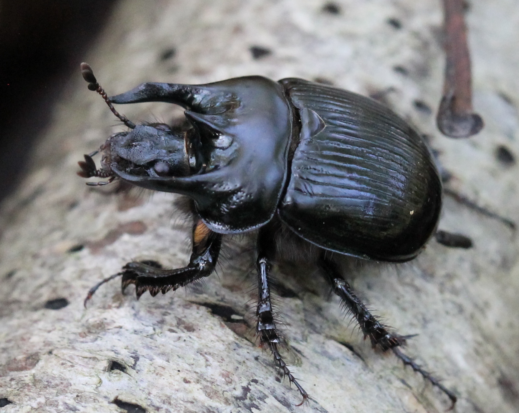 Earth-boring Beetles (Family Geotrupidae) · iNaturalist NZ