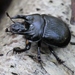 Earth-boring Scarab Beetles - Photo (c) Marie Lou Legrand, some rights reserved (CC BY-NC)
