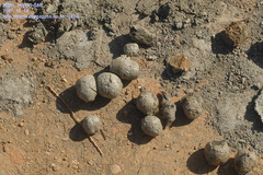 Nyctereutes procyonoides