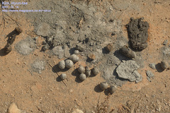 Nyctereutes procyonoides