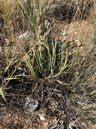 Agave schottii