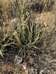 Agave schottii schottii