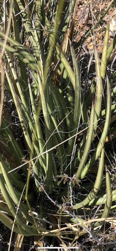 Agave schottii