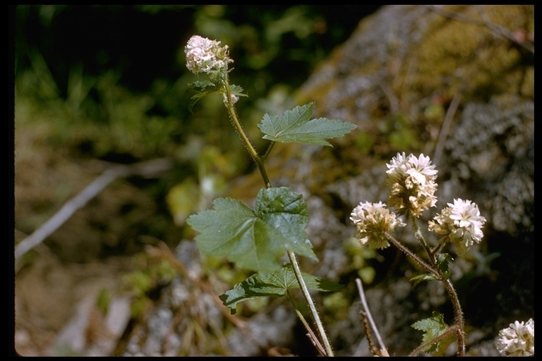 Sidalcea malachroides