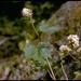 Sidalcea malachroides - Photo (c) 1999 California Academy of Sciences, alguns direitos reservados (CC BY-NC-SA)