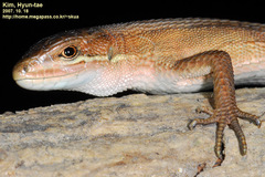 Takydromus wolteri