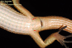 Takydromus wolteri