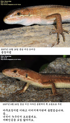 Takydromus wolteri
