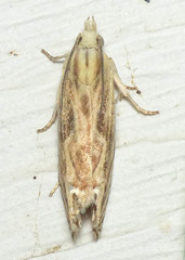 Eucosma olivaceana