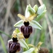 Ophrys exaltata castellana - Photo (c) Jorge Pérez Arienza, some rights reserved (CC BY-NC), uploaded by Jorge Pérez Arienza