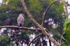 Buteo nitidus