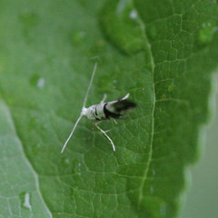 Argyresthia curvella