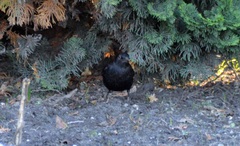 Turdus merula