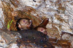 Steatornis caripensis