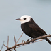 White-headed Marsh Tyrant - Photo (c) Dario Sanches, some rights reserved (CC BY-SA)