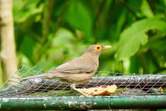 Turdus nudigenis