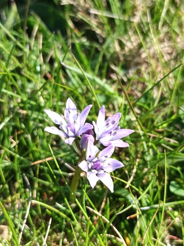 Scilla verna