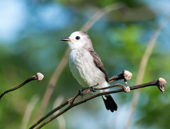 White-Headed Marsh Tyrant photo 2