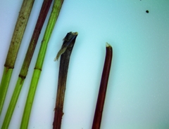 Eleocharis montevidensis