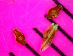 Eleocharis montevidensis