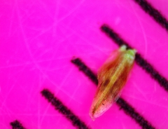 Eleocharis montevidensis