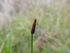 Eleocharis montevidensis