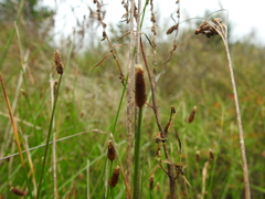 Eleocharis montevidensis