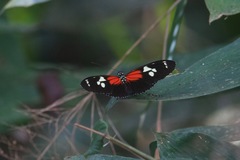 Heliconiini