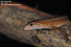 Takydromus wolteri