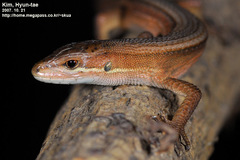 Takydromus wolteri