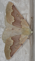 Sabulodes spoliata