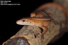 Takydromus wolteri
