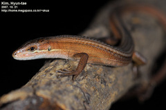 Takydromus wolteri