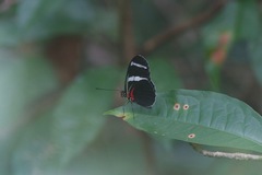 Heliconius antiochus
