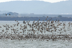 Sibirionetta formosa