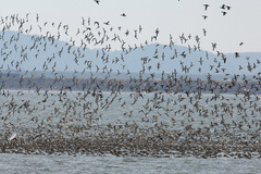 Sibirionetta formosa